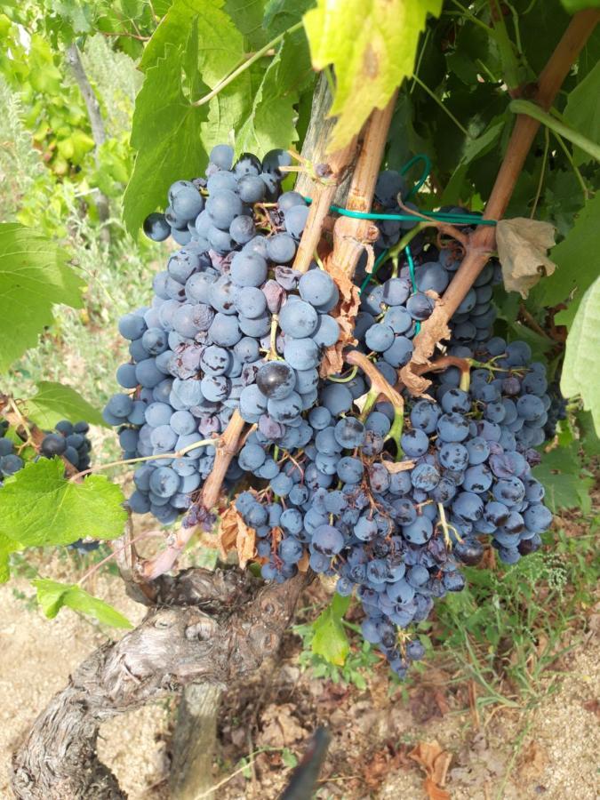 Fumu Ludurru Farm Stay Padru Εξωτερικό φωτογραφία