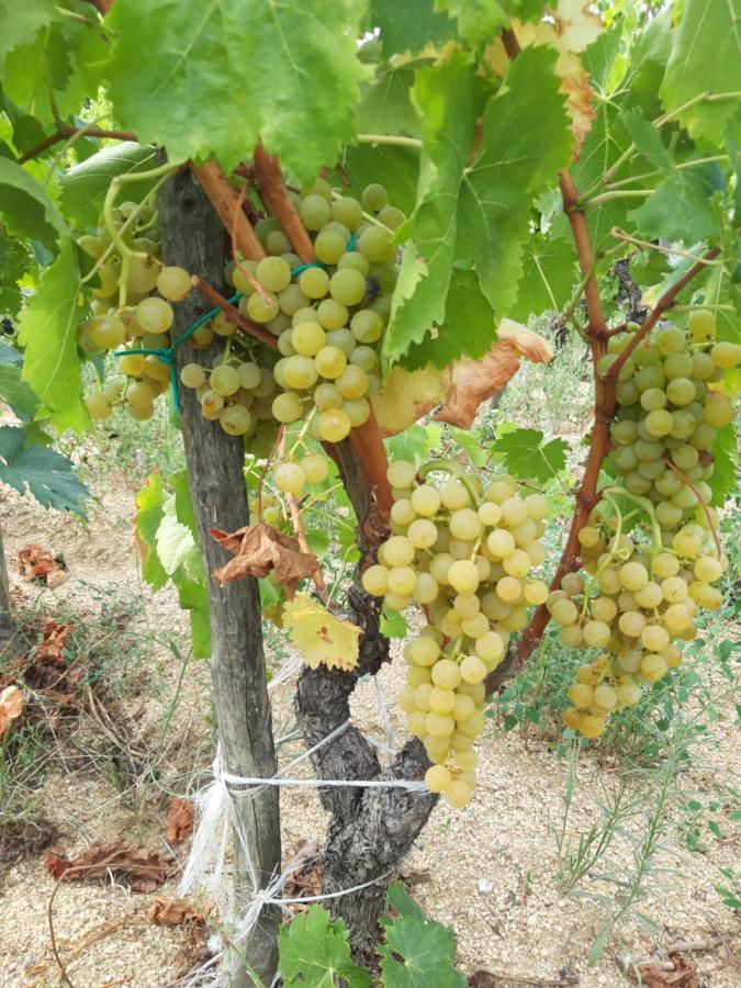 Fumu Ludurru Farm Stay Padru Εξωτερικό φωτογραφία