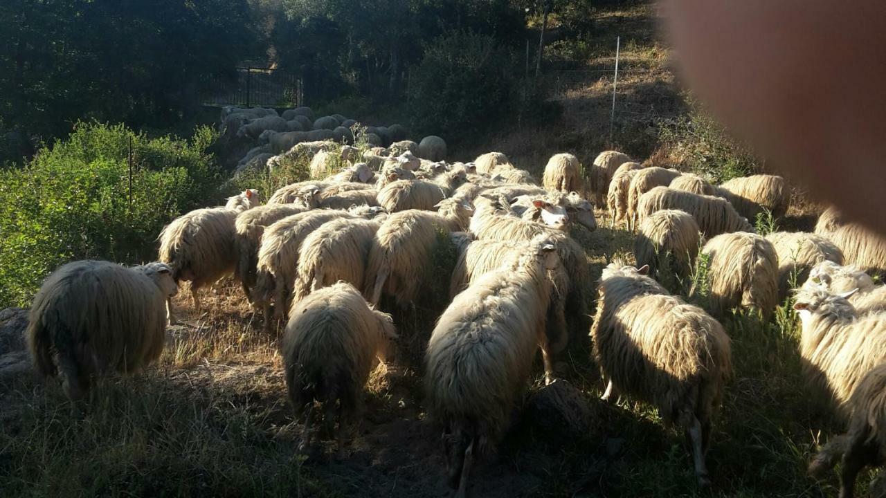 Fumu Ludurru Farm Stay Padru Εξωτερικό φωτογραφία